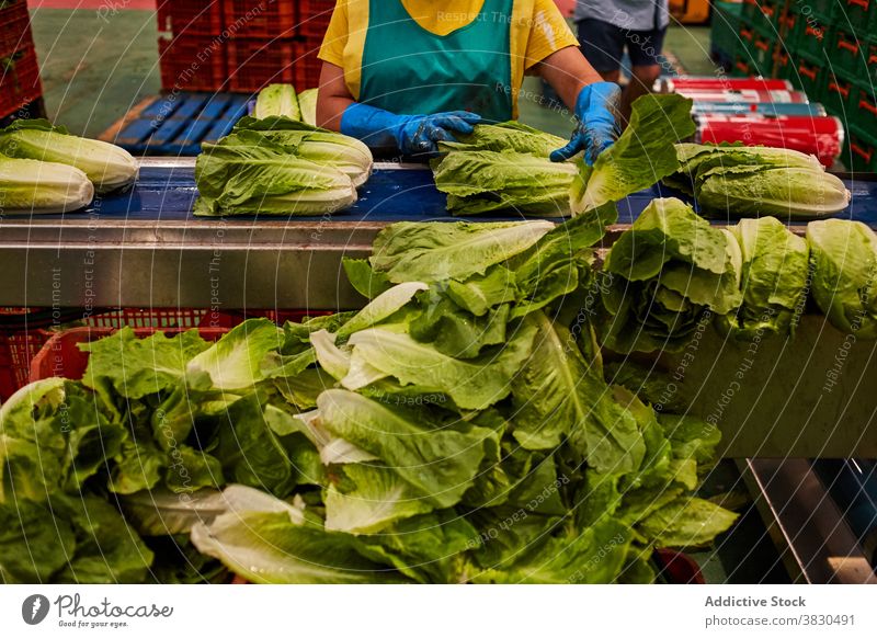 Ernte Frau arbeitet auf landwirtschaftlichen Betrieb geschnitten Salat Bauernhof Arbeit Landwirt Stumpf Landschaft Ackerland Pflanze reif vorbereiten organisch