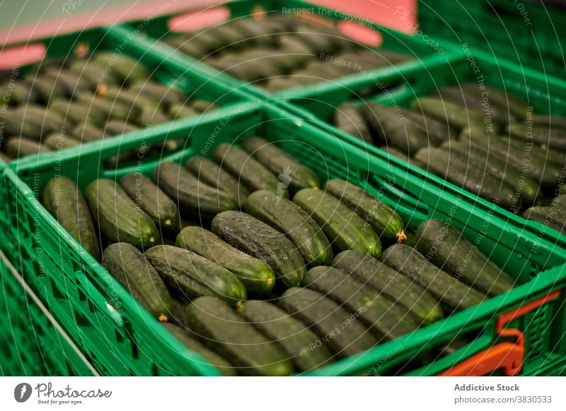 Frische Salatgurken in Plastikbehältern Kunststoff Container Gemüse Bauernhof Paket Ackerbau organisch Ernte Lebensmittel Einrichtung geschmackvoll reif Reihe