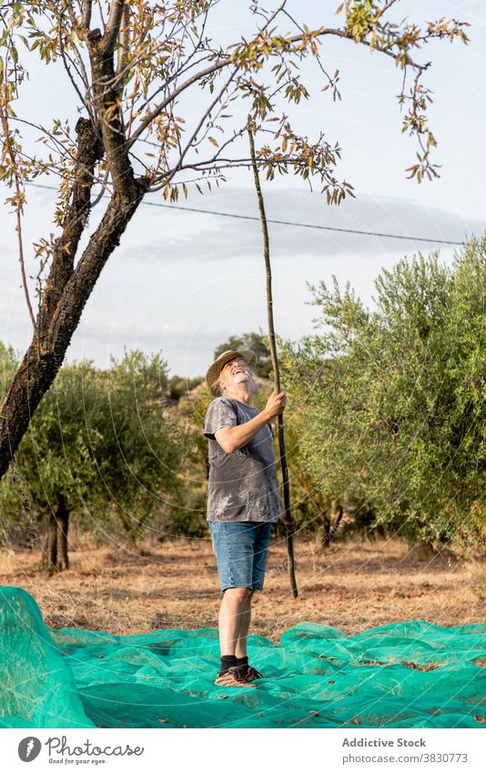 Männlicher Gärtner mit Stock zum Schütteln des Mandelbaums Mann Baum Ernte Obstgarten klopfen schütteln Nut positiv Ackerland abholen kultivieren pflücken