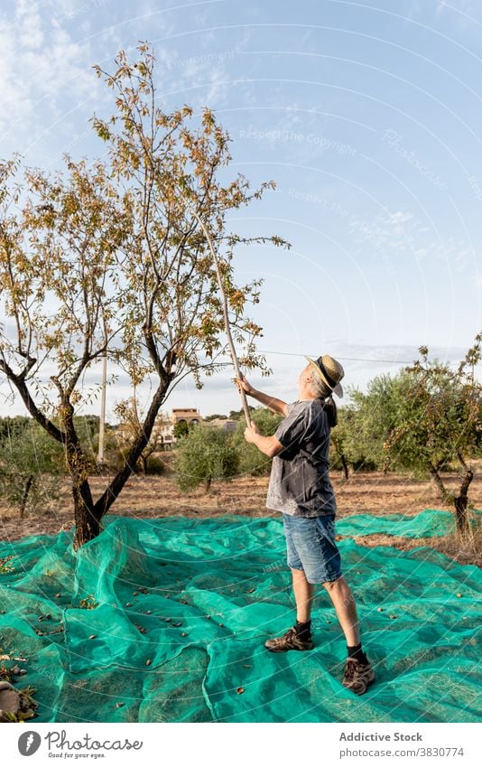 Männlicher Gärtner mit Stock zum Schütteln des Mandelbaums Mann Baum Ernte Obstgarten klopfen schütteln Nut positiv Ackerland abholen kultivieren pflücken