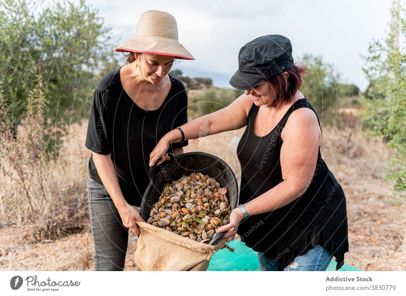 Frauen pflücken Nüsse im Ackerland Nut Landwirt setzen Eimer Tasche ineinander greifen Landschaft abholen Garner Beruf Ineinandergreifen Netz Ernte Arbeit