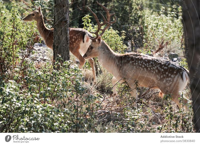 Anmutiger Damhirsch weidet im buschigen Wald Damwild Weide Hupe Spaziergang Strauch Baum zierlich Zervidae dama dama dama sonnig Tag Pflanze Holz Ast Zweig