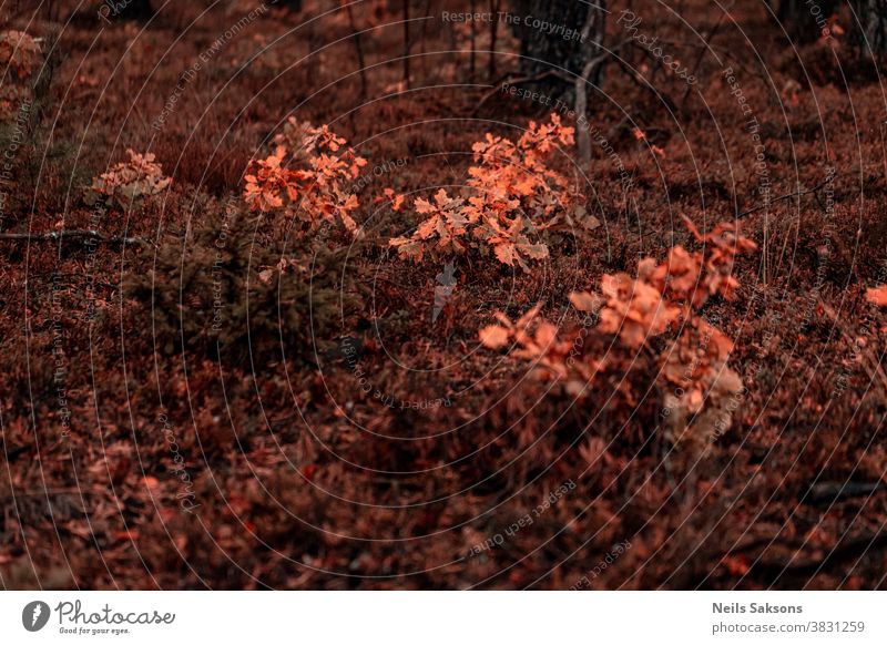 kleine Eichenbäume mit orangefarbenen Blättern im Oktoberwald Laubwerk fallen Eichenblatt Herbstfärbung Menschenleer Baum Pflanze Außenaufnahme Umwelt