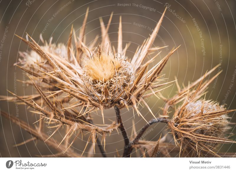 Nahaufnahme von Trockenblüten der Wollkratzdistel trocknen Blumen Stachelige Kratzdistel Natur Dornen Pflanze Botanik Landschaft Flora piecken organisch