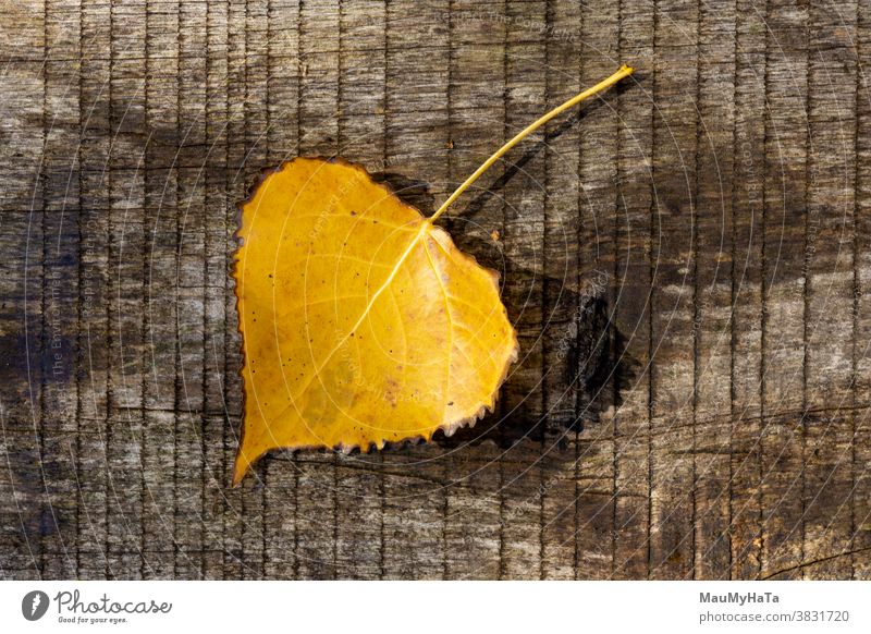 Herbstliches Pappelblatt an einem Baum Saison Natur Sonne Blatt außerhalb Pflanze laubabwerfend