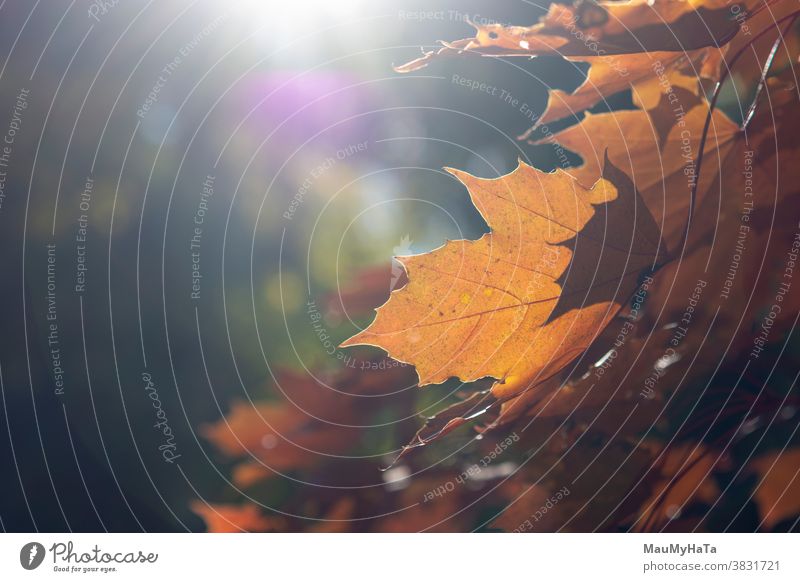 Herbstblätter eines Baumes in einem Kontrapunkt Saison Natur Sonne Blätter außerhalb Pflanze