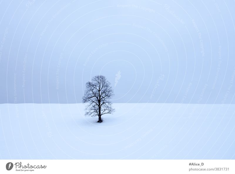 einsamer blattloser Baum in schneeweißer Landschaft abstrakt allein Hintergrund unverhüllt schön Schönheit schwarz blau Ast hell Weihnachten kalt Tag leer