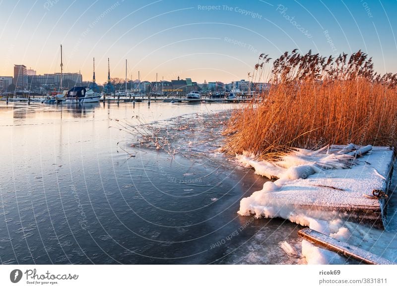 Blick über die Warnow auf Rostock im Winter Stadt Fluss Mecklenburg-Vorpommern Schilf Stadthafen Marina Boot Schiff Architektur Häuser Gebäude Wahrzeichen