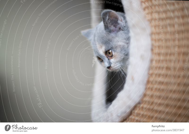 Britisch Kurzhaar Kätzchen im Inneren des Kratzers Katze Haustiere britische Kurzhaarkatze Ein Tier Rassekatze Katzenbaby katzenhaft fluffig Fell Kratzbaum