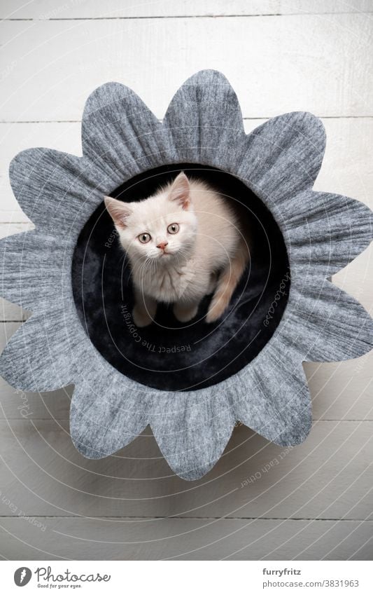 Süßes Britisch Kurzhaar Kätzchen in Blume Haustier Bett Katze Haustiere britische Kurzhaarkatze Ein Tier Rassekatze Katzenbaby katzenhaft fluffig Fell