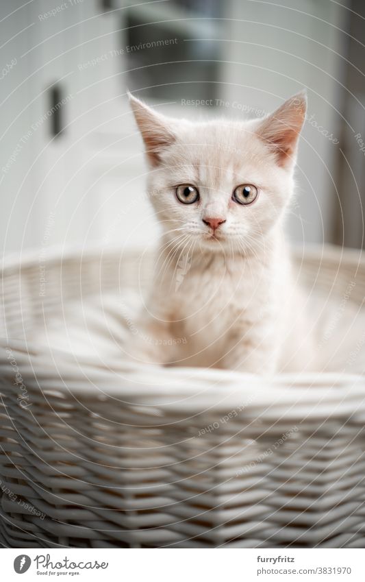 niedlich british shorthait Kätzchen Porträt Katze Haustiere britische Kurzhaarkatze Ein Tier Rassekatze Katzenbaby katzenhaft fluffig Fell bezaubernd schön