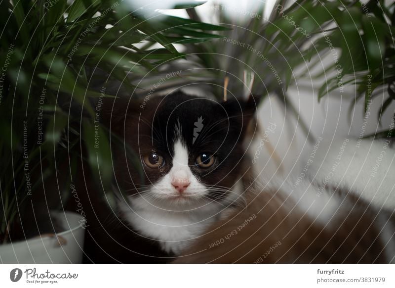 niedlichen Smoking Kätzchen neben Pflanzen Blick auf die Kamera Katze Haustiere britische Kurzhaarkatze Rassekatze Katzenbaby katzenhaft fluffig Fell bezaubernd