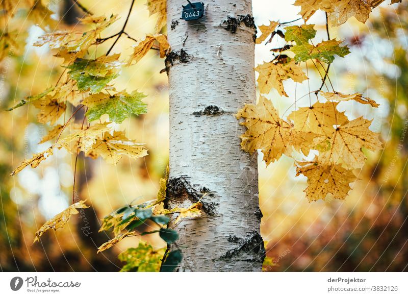 Herbst in Berlin Starke Tiefenschärfe Sonnenstrahlen Sonnenlicht Kontrast Schatten Tag Licht Textfreiraum unten Textfreiraum links Textfreiraum rechts