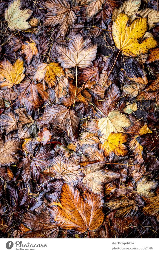 Blättermatsche im Herbst in Niedersachsen Starke Tiefenschärfe Sonnenstrahlen Sonnenlicht Kontrast Schatten Tag Licht Textfreiraum unten Textfreiraum links