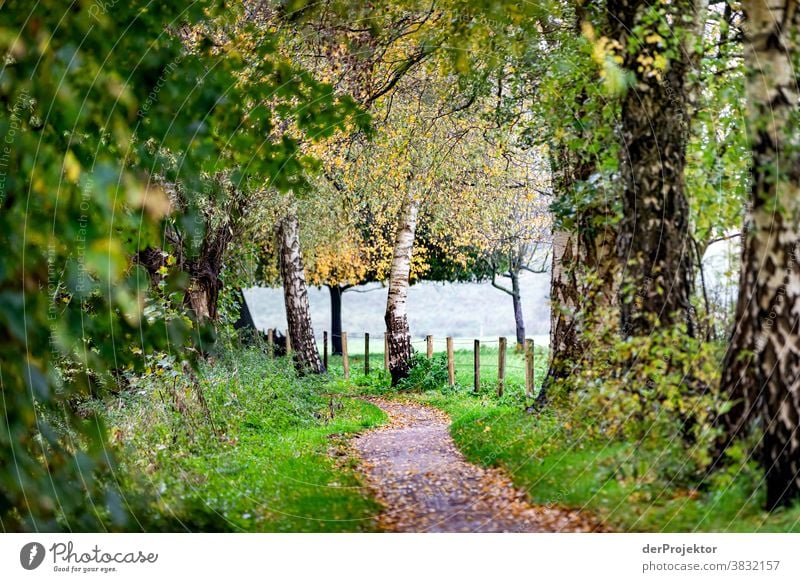 Weg am Feldrand im Herbst Landschaft Ausflug Natur Wanderung Umwelt wandern Pflanze Baum Wald Akzeptanz Vertrauen Glaube Naturerlebnis herbstlich Herbstfärbung