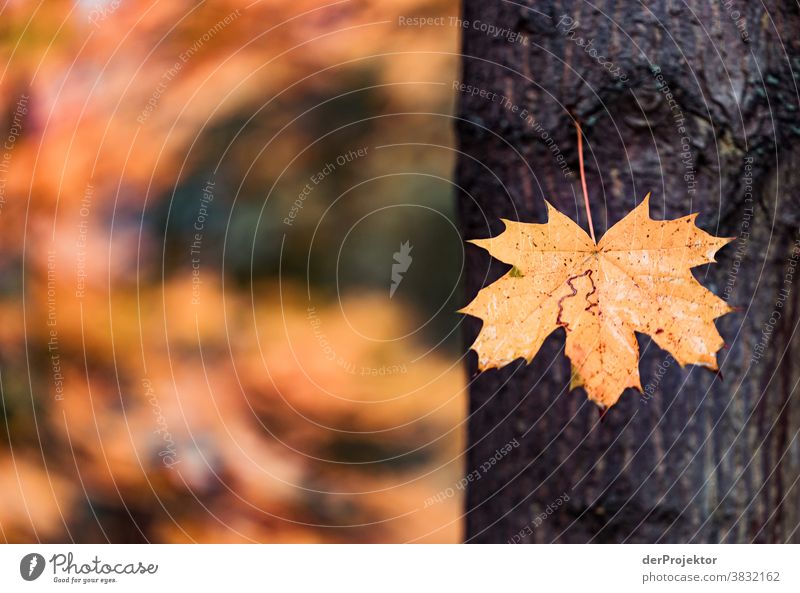 Ein einzelnes Blatt im Herbst in Berlin Starke Tiefenschärfe Sonnenstrahlen Sonnenlicht Kontrast Schatten Tag Licht Textfreiraum unten Textfreiraum links