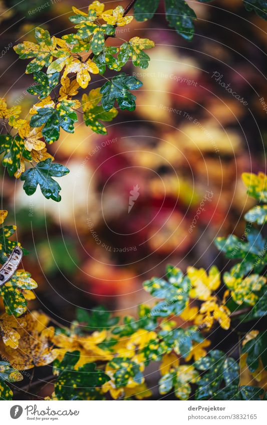 Herbst in Berlin Starke Tiefenschärfe Sonnenstrahlen Sonnenlicht Kontrast Schatten Tag Licht Textfreiraum unten Textfreiraum links Textfreiraum rechts