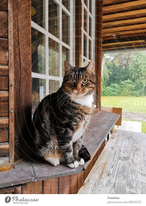 Diese wunderschöne und kuschelig weiche Katze bewacht aufmerksam ihr Revier. Ein Tier Haustiere Fell katzenhaft fluffig weiß im Freien grün Natur Garten