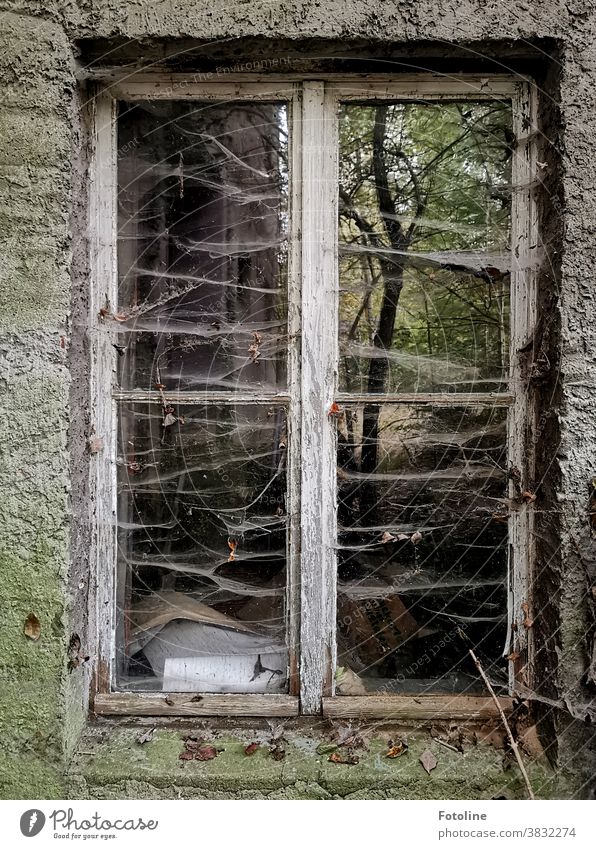 Hier wurden schon lange keine Fenster geputzt. Sehr lange - oder das Fenster eines Lost Place ist mit vielen Spinnennetzen überzogen. Trotzdem spiegelt sich noch ein Baum in der Scheibe.