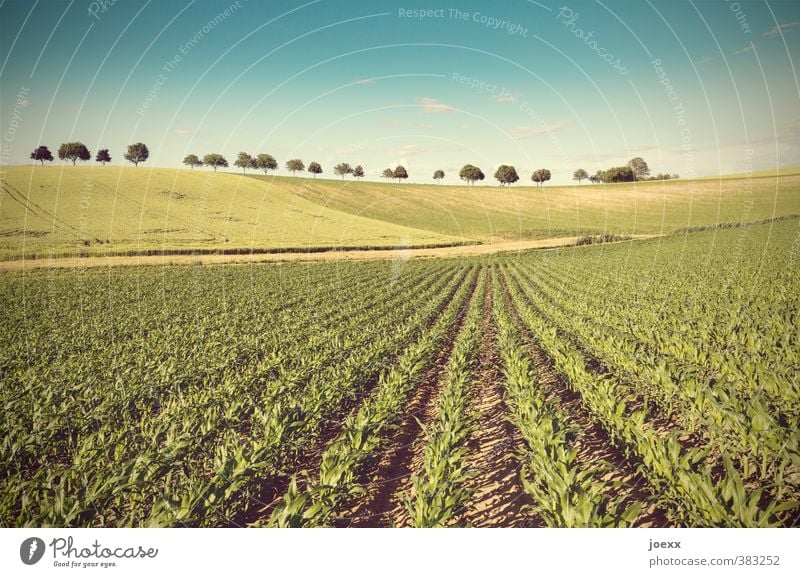 Linien Landschaft Pflanze Erde Himmel Wolken Horizont Schönes Wetter Baum Nutzpflanze Feld Hügel groß blau braun gelb grün gewissenhaft ruhig Idylle Kultur