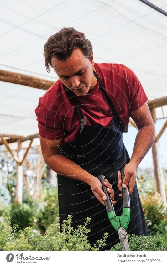 Gärtner im Gewächshaus beim Schneiden von Pflanzen Mann Blume Ringelblume Blütezeit geblümt Garten männlich Arbeit Botanik Job Wachstum frisch vegetieren