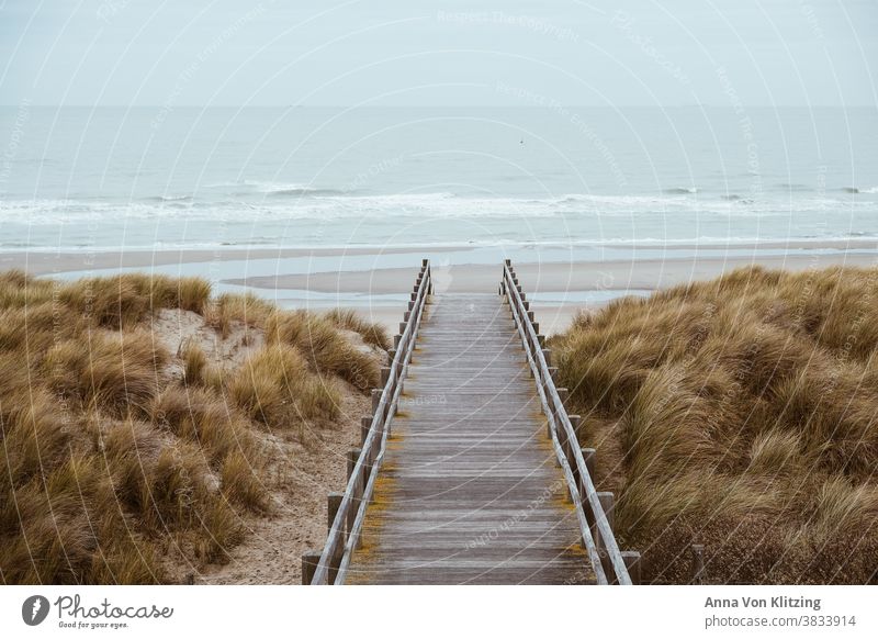 Nordseestrand Meer Strand Dünengras Herbstwetter Raues Meer Meereslandschaft Holland Belgien Urlaub Küste Holzsteg Ferien & Urlaub & Reisen Natur Außenaufnahme