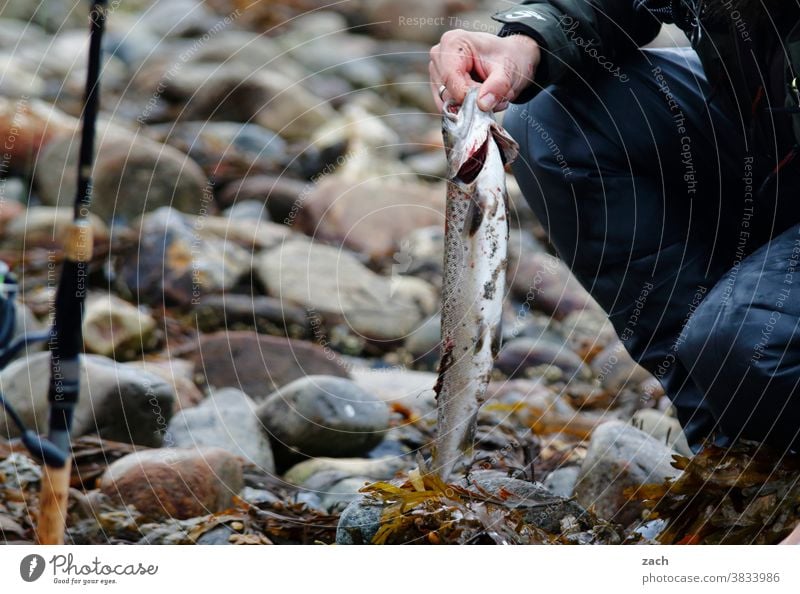 Nach der Jagd Angeln Fisch Forelle Meer Meerforelle Tier Wasser fangen Fischer fischen frisch Lebensmittel Angler See Freizeit & Hobby Angelschnur Angelrute