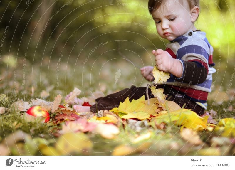 Bald kommt der Herbst Spielen Kinderspiel Mensch Baby Kleinkind 1 0-12 Monate 1-3 Jahre 3-8 Jahre Kindheit Gras Blatt sitzen niedlich Stimmung Fröhlichkeit