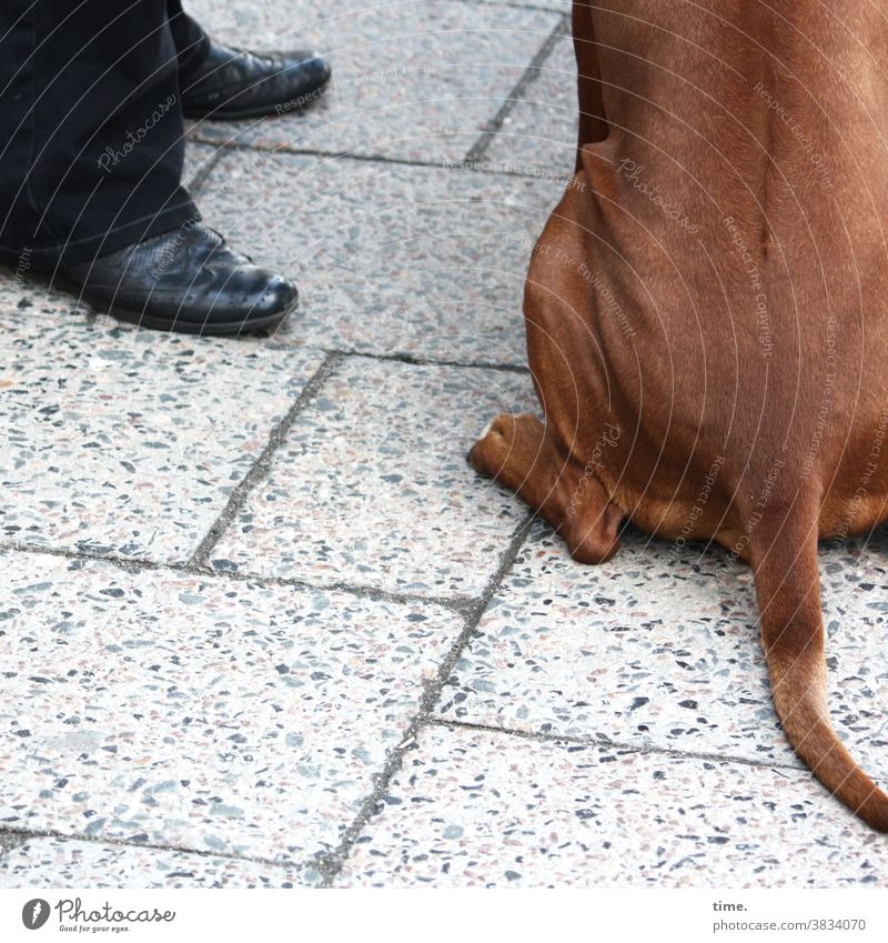 underdog hund fell sitzen braun straße mann schuhe ausschnitt steinplatten stehen schwarz detail beziehung tier mensch zusammen unterwegs pause