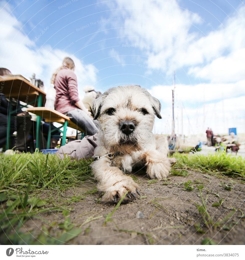 Hafenwache, Aushilfe hund fell straße tier mensch pause sitzen liegen wiese veranstaltung biertische himmel küste tierportrait aufpassen wolken