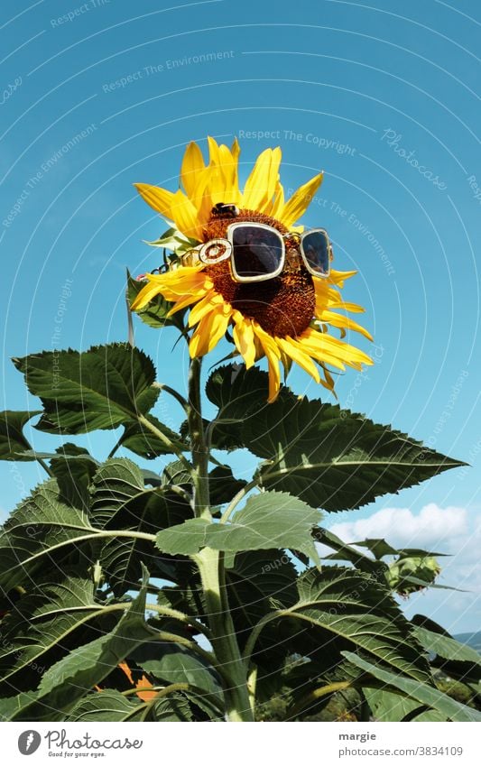 !Trash! 2020 |Ausblick auf ein sonniges Jahr 2021 Sonnenblume gelb Pflanze Sommer Nahaufnahme Blatt Außenaufnahme Garten Natur Blüte Blühend Menschenleer grün