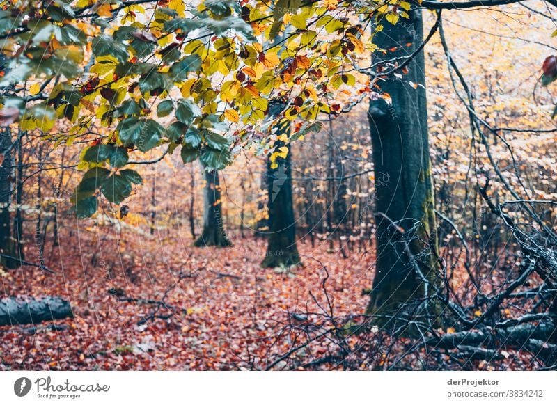 Bäume im Nebel im Deister Starke Tiefenschärfe Sonnenstrahlen Sonnenlicht Kontrast Schatten Tag Licht Textfreiraum unten Textfreiraum links Textfreiraum rechts