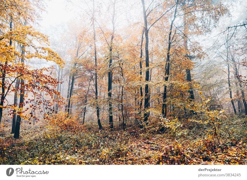 Bäume im Nebel im Deister Starke Tiefenschärfe Sonnenstrahlen Sonnenlicht Kontrast Schatten Tag Licht Textfreiraum unten Textfreiraum links Textfreiraum rechts