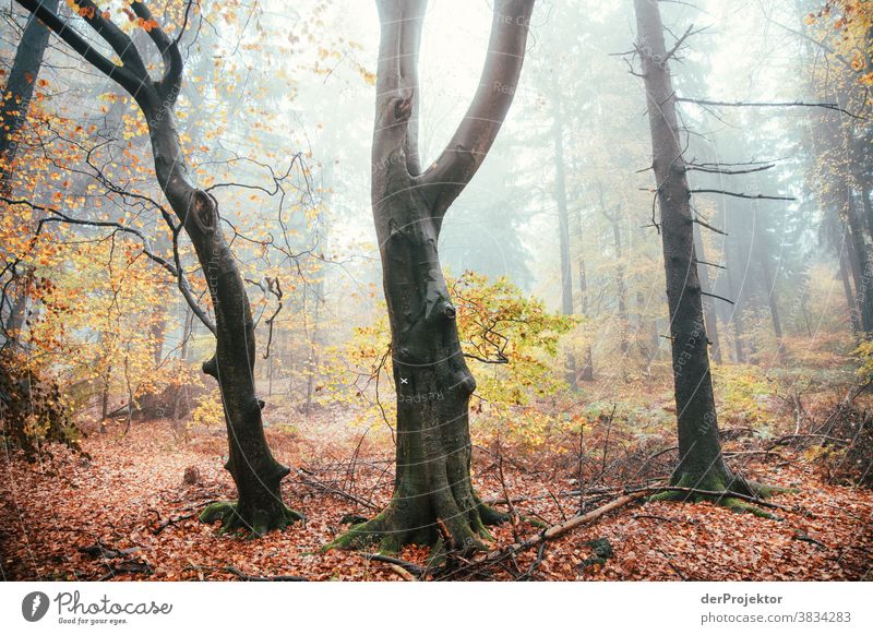 Bäume im Nebel im Deister Starke Tiefenschärfe Sonnenstrahlen Sonnenlicht Kontrast Schatten Tag Licht Textfreiraum unten Textfreiraum links Textfreiraum rechts