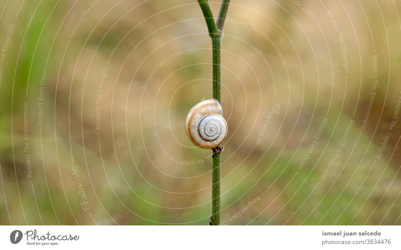 kleine braune Schnecke auf der Blume in der Natur im Herbst Riesenglanzschnecke Tier Wanze Insekt Tierhülle Panzer Weichtier Pflanze wenig allein schlafen