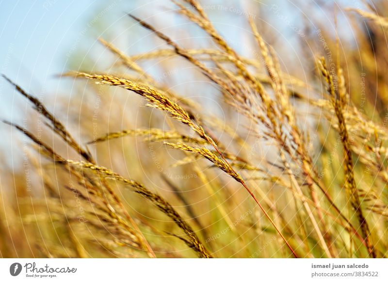 braune Blütenpflanze in der Natur im Herbst Blume Pflanze trocknen Garten geblümt Flora Schönheit Zerbrechlichkeit Hintergrund natürlich Feld Gras fallen Saison