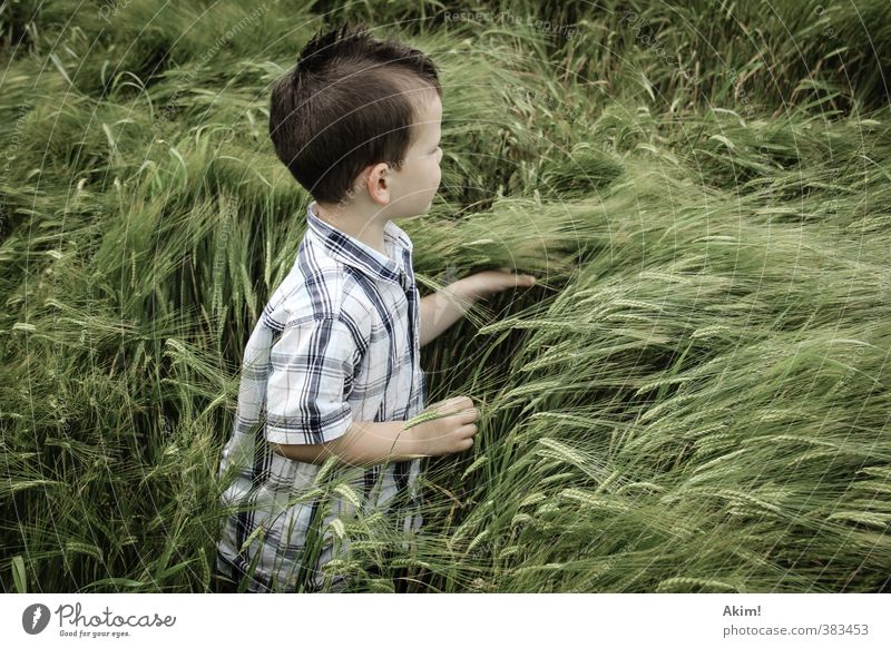 Der Fänger im Roggen III maskulin Kind Junge Kindheit 3-8 Jahre Umwelt Natur Landschaft Sommer Nutzpflanze Wiese Feld Hemd kurzhaarig Punk frech rebellisch grün