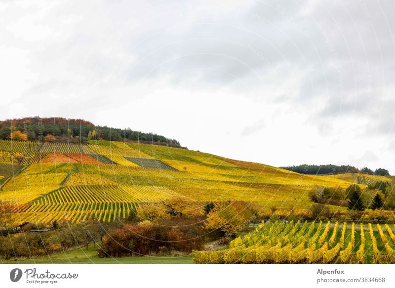 Herbst in Unterfranken schön Landschaft Wetter Baum Herbstwetter Farbfoto Menschenleer Schönes Wetter Außenaufnahme Licht Tag Umwelt herbstlich Herbstfärbung