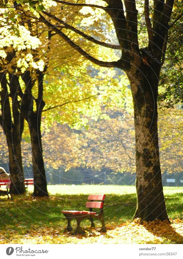 Bank mit Baum Blatt Park rote Bank Graffiti