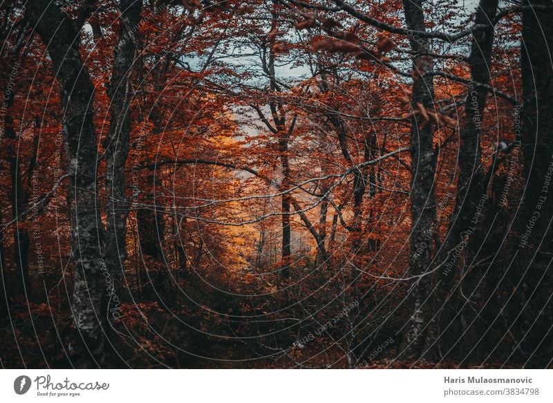 Herbstwald mit orangefarbenen Blättern Herbst-Vibes Hintergrund schön hell Farbe farbenfroh Umwelt fallen Laubwerk Wald Frischluft golden grün Landschaft Blatt