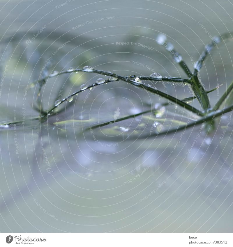 JEWELS Natur Sonnenlicht Frühling Sommer Pflanze Gras Glas Wasser Linie Netzwerk Tropfen berühren glänzend weinen einfach Flüssigkeit frisch schön nass