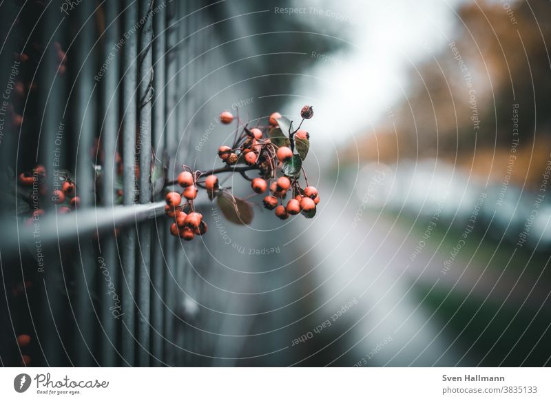 Vogelbeeren am Zaun Bokeh Beeren Natur Farbfoto Herbst rot Außenaufnahme Pflanze Menschenleer Tag Schwache Tiefenschärfe Sträucher Umwelt Blatt grün Nahaufnahme