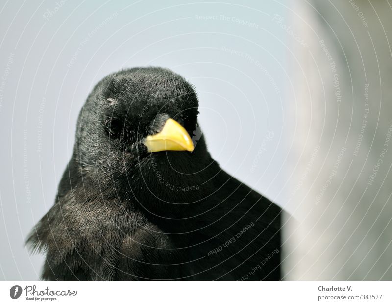 Bergdohle Tier Wildtier Vogel 1 beobachten Blick warten Freundlichkeit Neugier schön blau braun gelb grau schwarz Wachsamkeit Gelassenheit ruhig nachdenklich