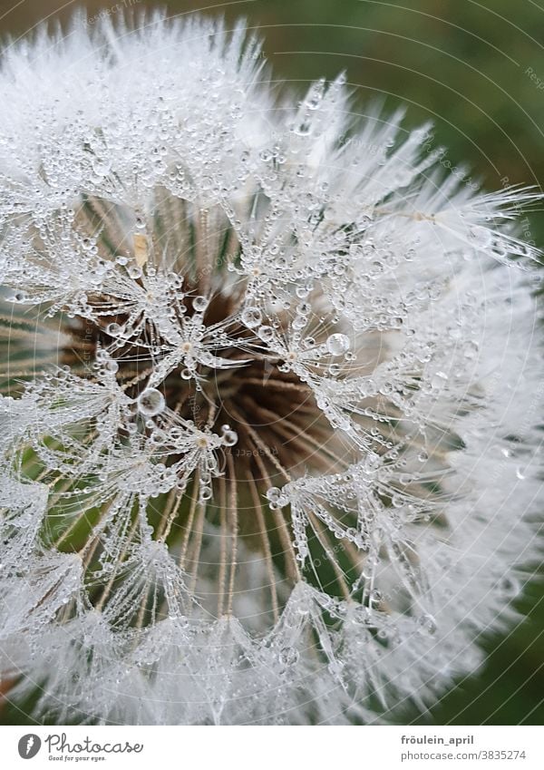 Perlenfänger - Pusteblume mit Wassertropfen Tau Tautropfen Löwenzahn Natur Detailaufnahme Nahaufnahme Pflanze Tropfen Umwelt Morgen Wiese zart Vergänglichkeit