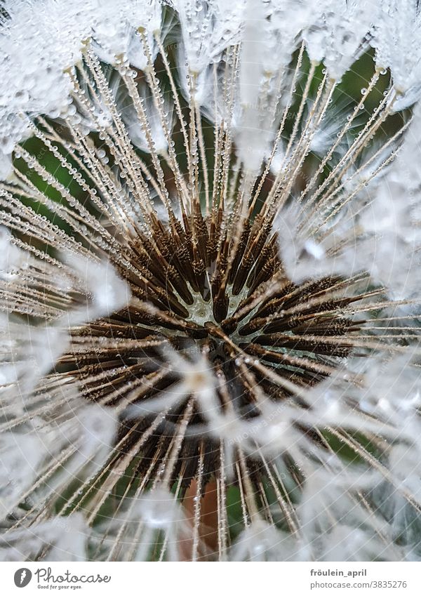 Letzter Flieger - Pusteblume mit Wassertropfen Pflanze Natur Blume Blüte weiß Farbfoto Menschenleer Nahaufnahme Detailaufnahme Umwelt Herbst Tau Löwenzahn