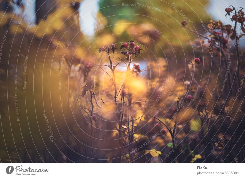 Das sind Hagebutten herbst welk natur strauch pflanze stachelig dornen frucht herbstlich herbststimmung gold rot außenaufnahme blatt Menschenleer