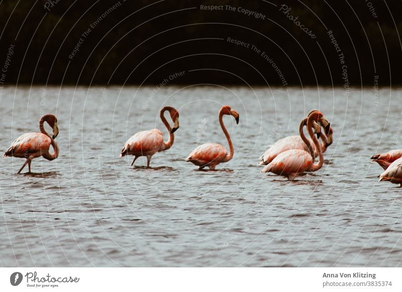 Flamingo Familie Vögel See Pink Langhälse bewölkt Südamerika Kuba