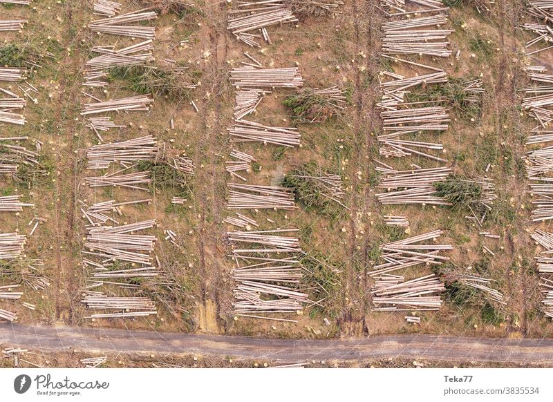 ein gefällter Wald von oben Toter Wald Baum Bäume Baumstümpfe gefällter Baum gefällte Bäume gefällte Bäume von oben Klimawandel Borkenkäfer