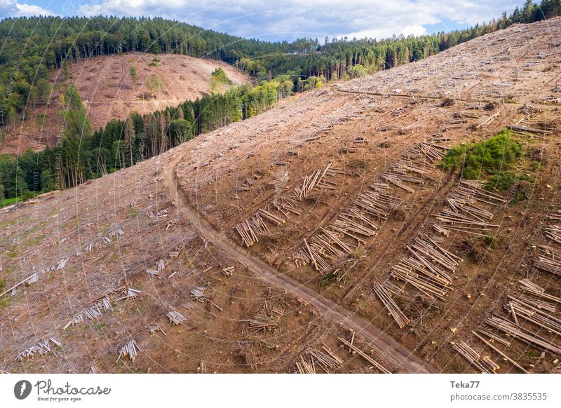 ein gefällter Wald in einem grünen Tal von oben Toter Wald Baum Bäume gefällter Wald von oben Baumstümpfe gefällter Baum gefällte Bäume gefällte Bäume von oben