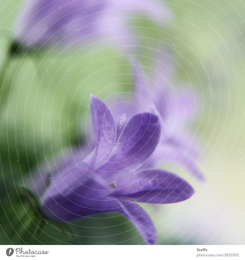 blühende Glockenblume Campanula unauffällig Blüte blühende Blume Pastellfarben Campanula persicifolia Zierpflanze Blütenkelch Blütenglocken Kelchblätter